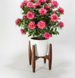 Wooden Plant Stand, Mid-Century Modern Four-Leg Design, Polished Finish - Image 5